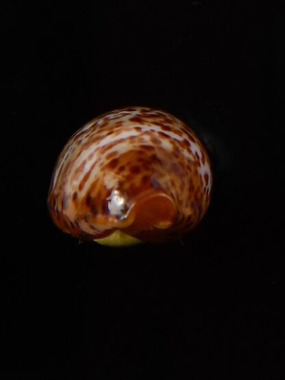 Palmadusta humphreyii 18,7 mm Gem-39488