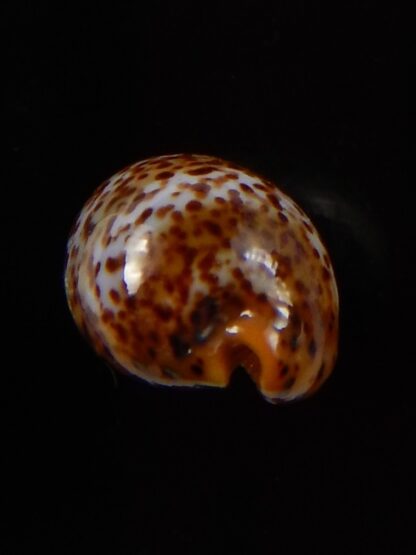 Palmadusta humphreyii 18,7 mm Gem-39489