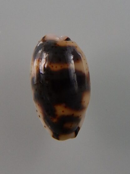 Bistolida kieneri schneideri 14,6 mm Gem-39259