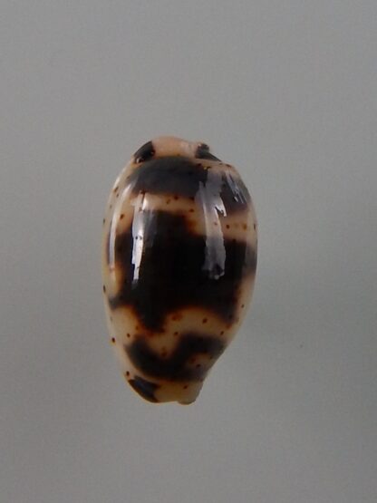 Bistolida kieneri schneideri 10,5 mm Gem-39247