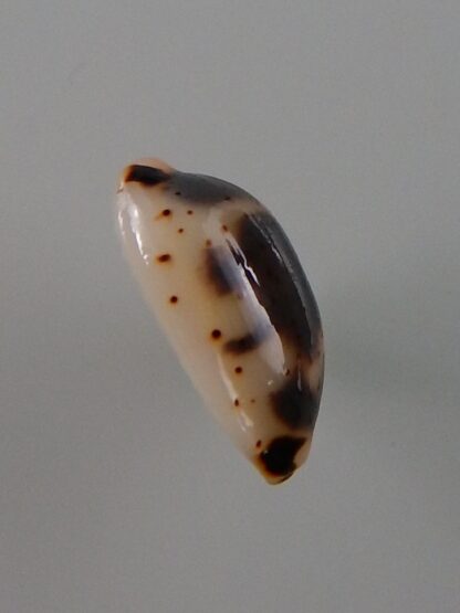 Bistolida kieneri schneideri 10,5 mm Gem-39249