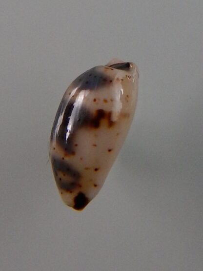 Bistolida kieneri schneideri 10,5 mm Gem-39245