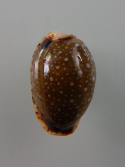 Naria labrolineata nashi 18,4 mm Gem-39411