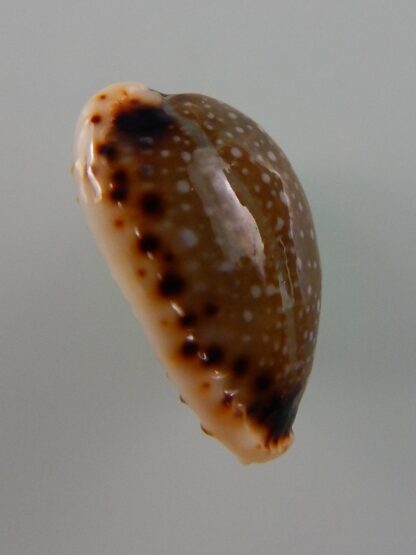 Naria labrolineata nashi 18,4 mm Gem-39414