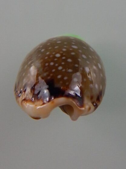 Naria labrolineata nashi 18,4 mm Gem-39415