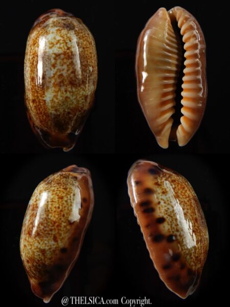 Erronea caurica longior 40,7 mm Gem-0