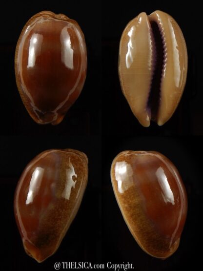 Lyncina carneola carneola 29,7 mm Gem-0