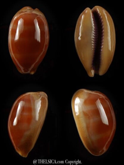 Lyncina carneola carneola 33,3 mm Gem-0