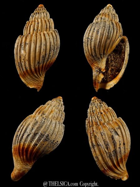 Lyria harpularia 36 mm-0