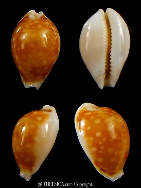 Naria bernardi bernardi... Big size...15,6 mm Gem-0