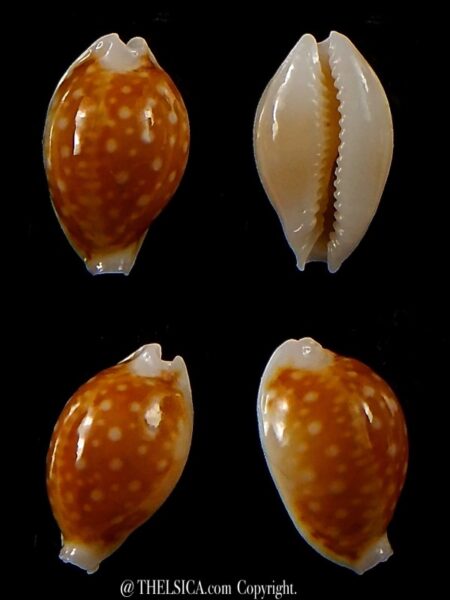 Naria bernardi bernardi... Big size...12,8 mm Gem-0
