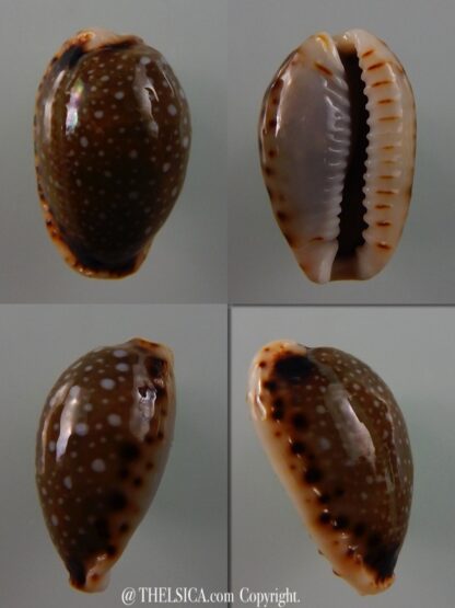 Naria labrolineata nashi 18,4 mm Gem-0