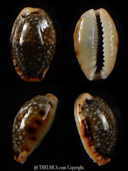 Naria labrolineata nashi 18,6 mm Gem-0