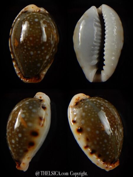Naria labrolineata nashi 22 mm Gem-0