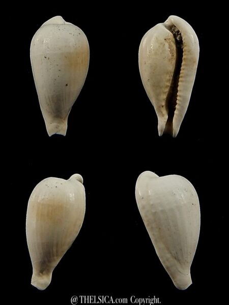 Notocypraea brachypyga 19,8 mm-0