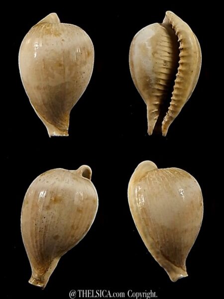 Notocypraea murraviana 15,6 mm-0