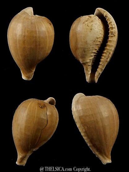 Notocypraea murraviana 17,7 mm-0