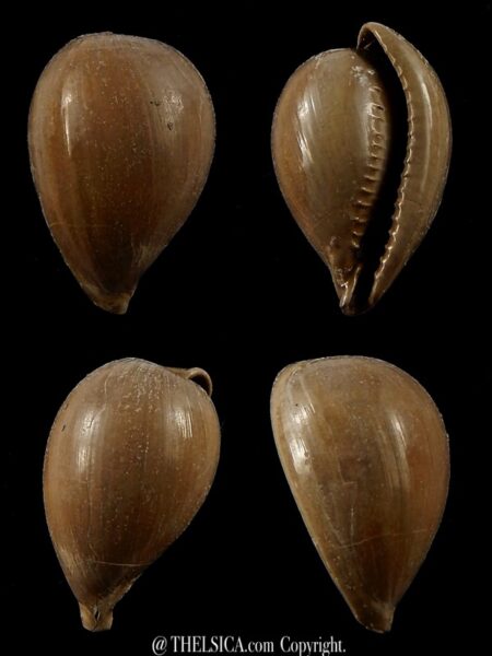 Notocypraea pyrulata 25,9 mm-0