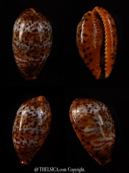 Palmadusta humphreyii 18,7 mm Gem-0