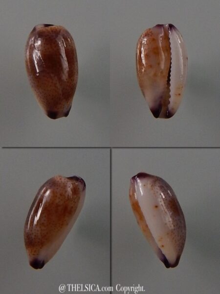 Purpuradusta minoridens minoridens 9,2 mm Gem-0