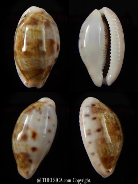 Talostolida pellucens pellucens 27,5 mm Gem-0