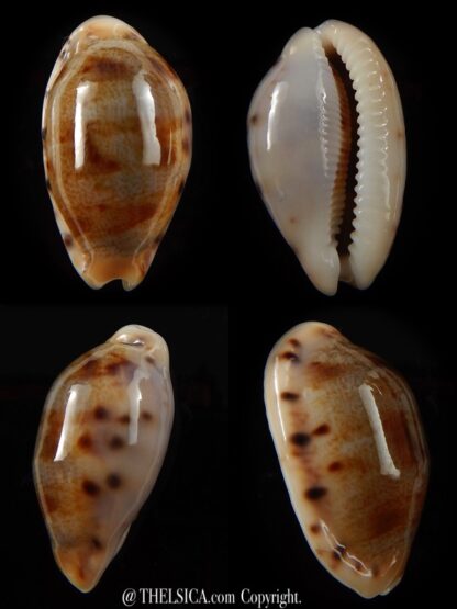 Talostolida pellucens pellucens 29,3 mm Gem-0