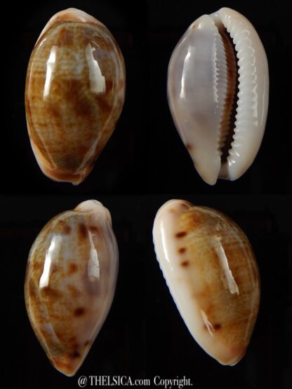 Talostolida pellucens pellucens 30,4 mm Gem-0