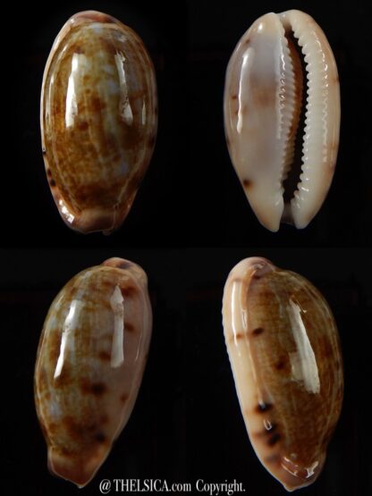 Talostolida pellucens pellucens 32,9 mm Gem-0