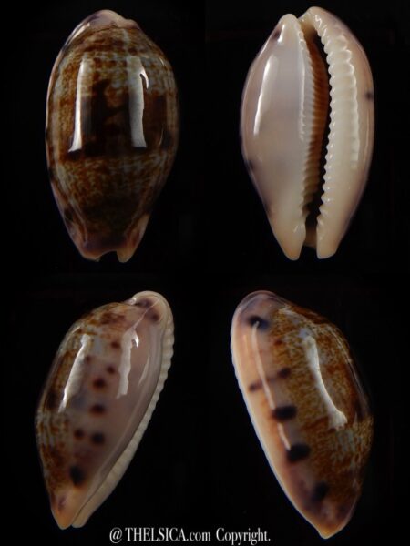 Talostolida teres teres 33.3 mm Gem-0