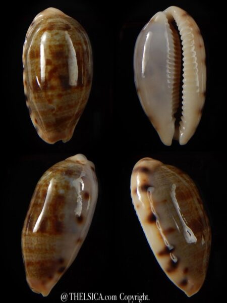 Talostolida teres teres 33.8 mm Gem-0