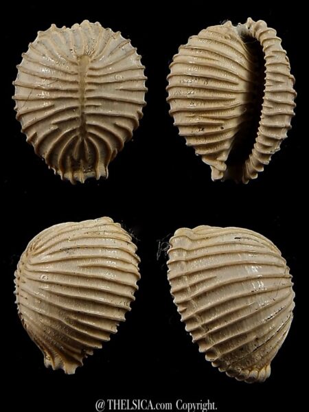 Trivellona avellanoides 18,3 mm-0