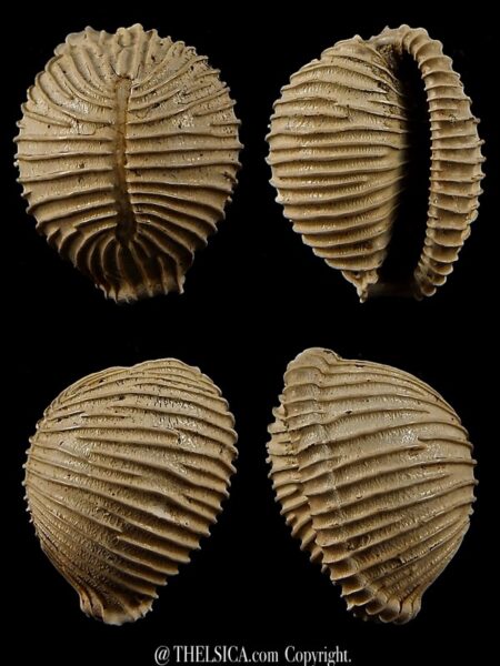 Trivellona avellanoides 22,6 mm-0