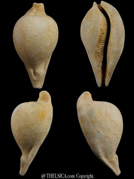 Umbilia eximia 81,8 mm-0
