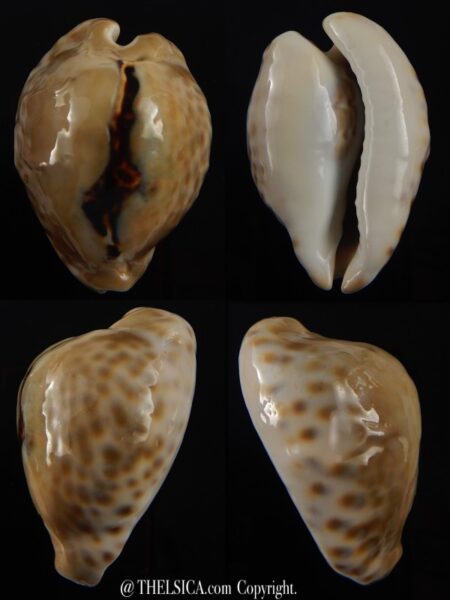 Afrozoila teulerei 47,8 mm Gem-0