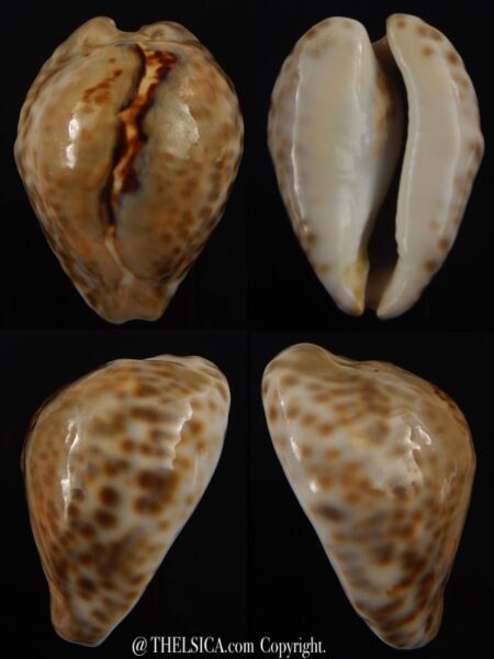 Afrozoila teulerei 48,3 mm Gem-0