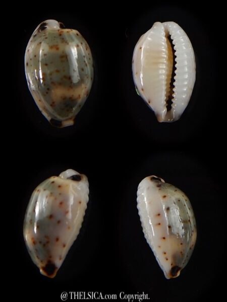Bistolida hirundo rouxi 13 mm Gem-0