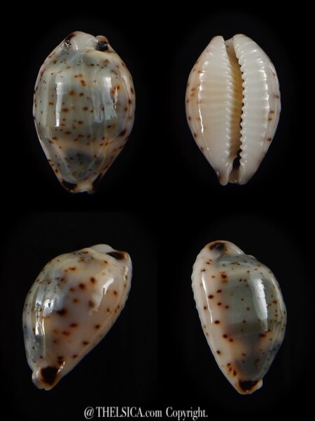 Bistolida hirundo rouxi 15,6 mm Gem-0