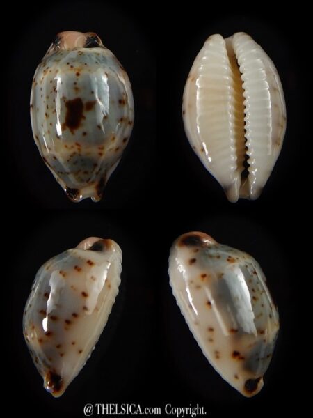 Bistolida hirundo rouxi 16,1 mm Gem-0