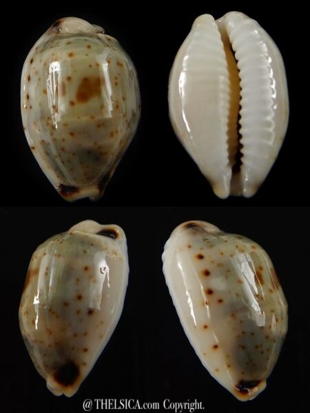 Bistolida hirundo rouxi 19 mm Gem-0