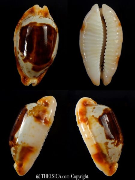 Bistolida stolida crossei 34,9 mm Gem-0