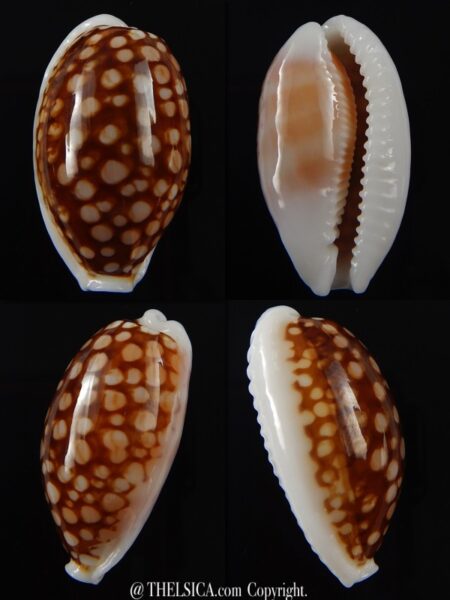 Cribrarula cribraria cribraria.... GIANT... 36,5 mm Gem -0