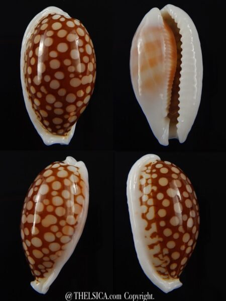 Cribrarula cribraria cribraria.... GIANT... 37,8 mm Gem -0
