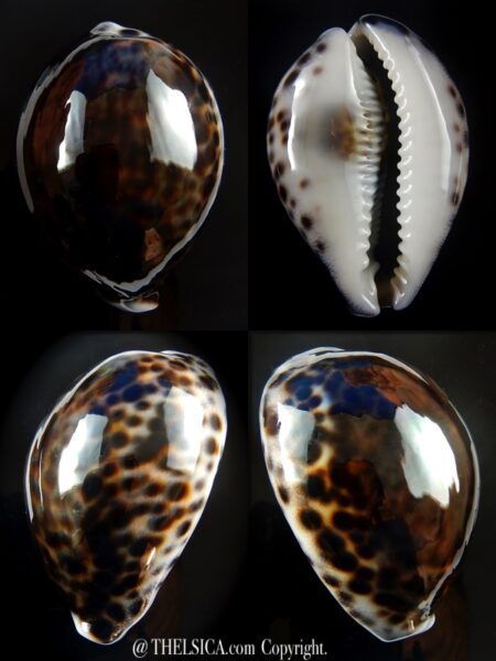 Cypraea tigris ..DARCK COLOUR ... 72,7 mm Gem -0
