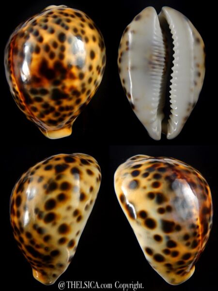 Cypraea tigris.... rusty ... 71,1 mm Gem-0