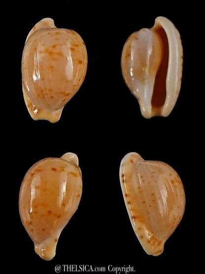 Cypraeovula edentula astonensis 16,3 mm Gem-0