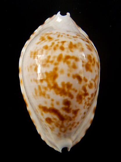 Zoila marginata bataviensis 52,2 mm Gem-39757