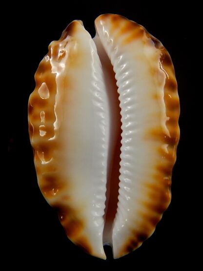 Zoila marginata bataviensis 54,9 mm Gem-39768