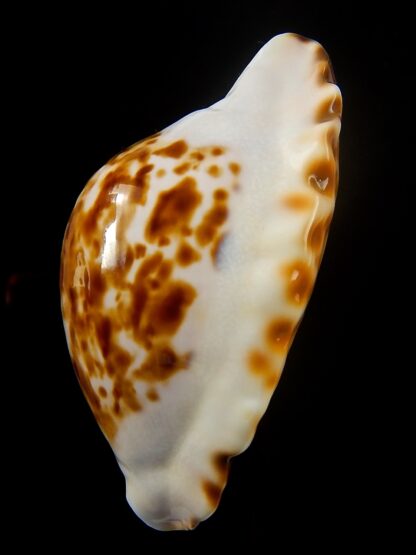 Zoila marginata bataviensis 54,9 mm Gem-39772