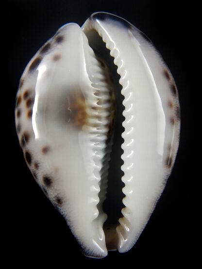 Cypraea tigris ..DARCK COLOUR ... 72,7 mm Gem -39806