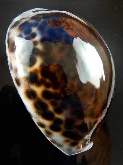 Cypraea tigris ..DARCK COLOUR ... 72,7 mm Gem -39807